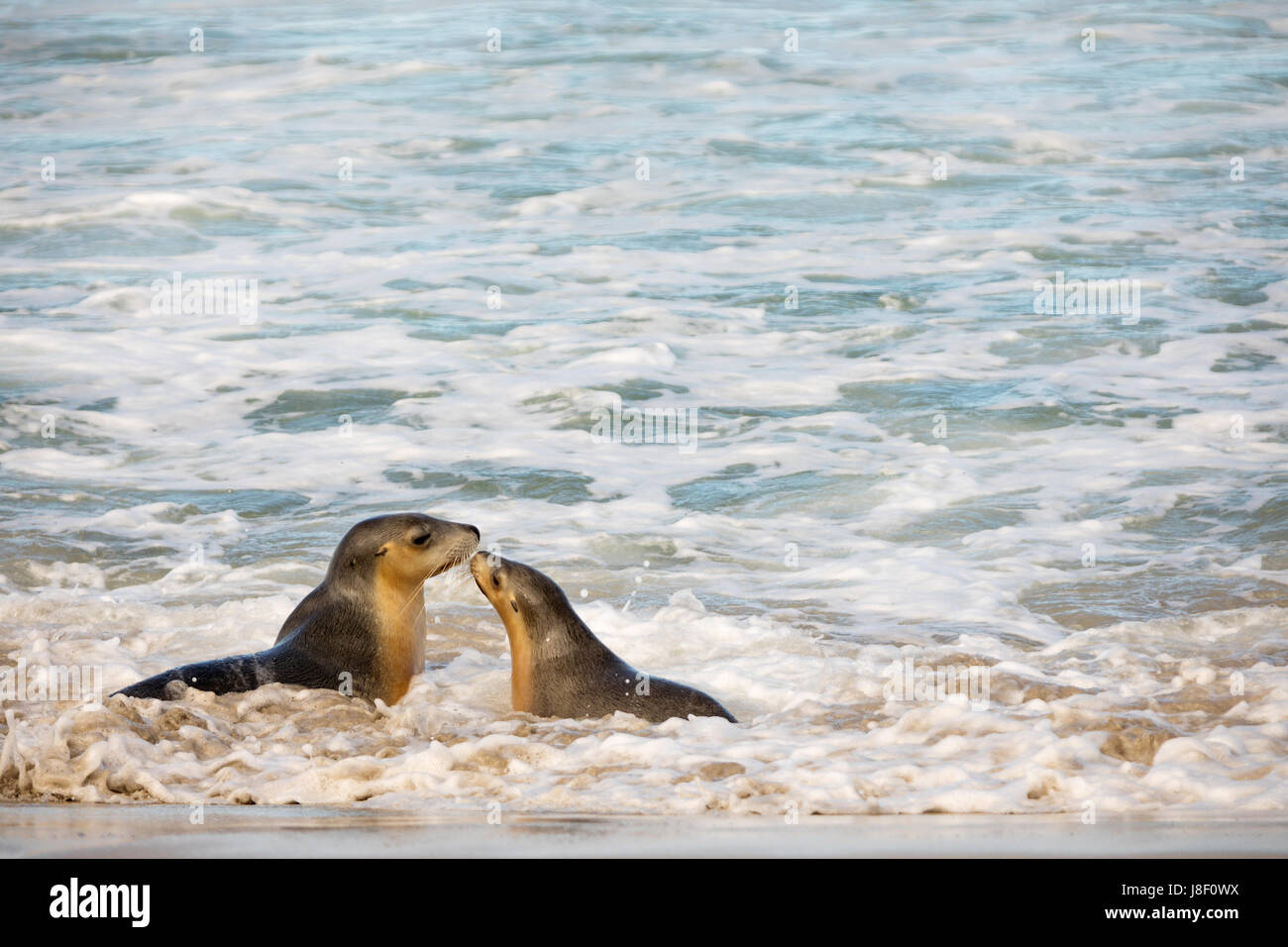 La Mere Et Le Bebe Lion De Mer Jouant Dans L Eau Nez A Nez A La Baie Des Lions De Mer Kangaroo Island Australie Du Sud Photo Stock Alamy