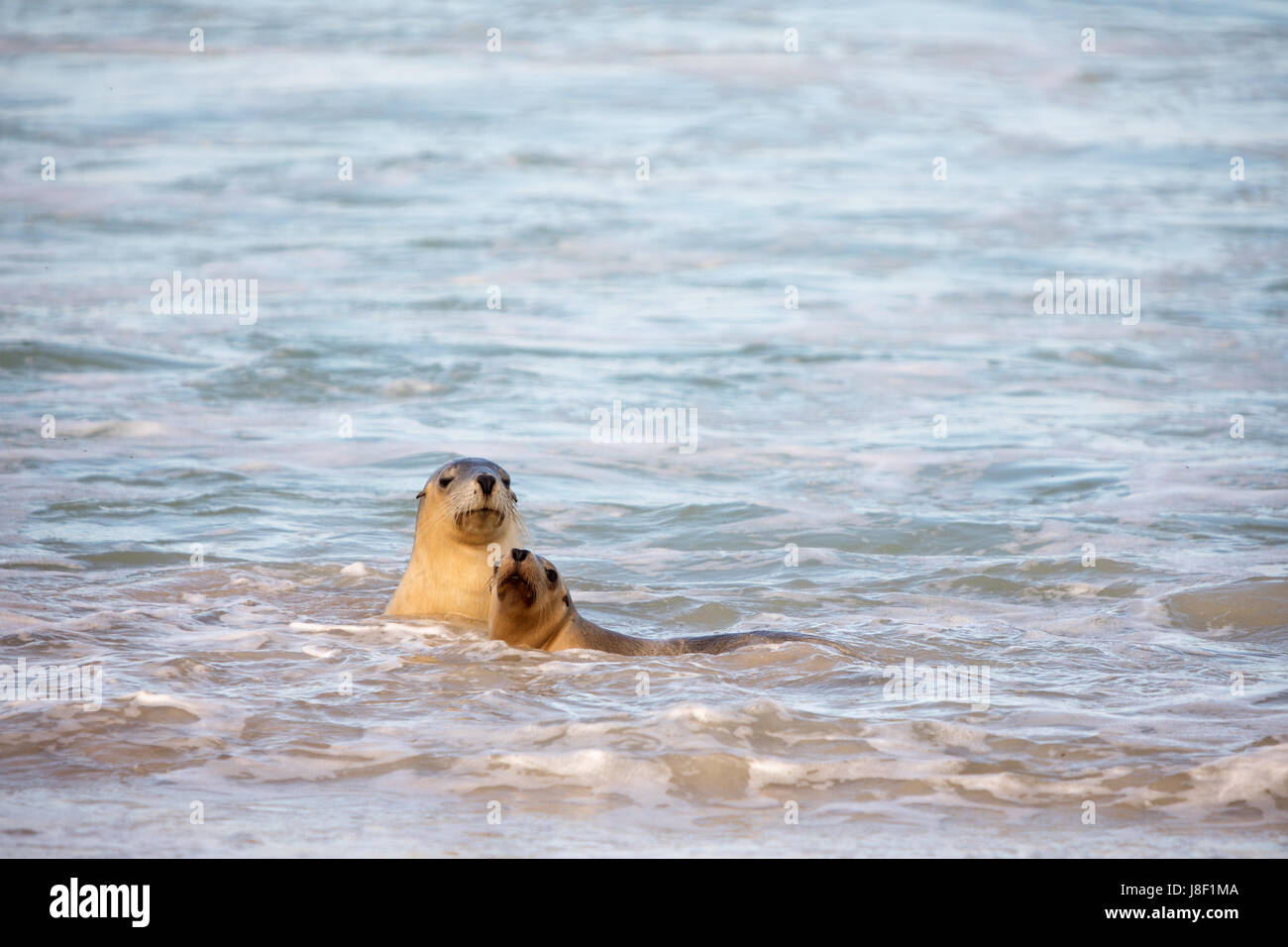 La Mere Et Le Bebe Lion De Mer Jouant Dans L Eau Et A La Camera A La Baie Des Lions De Mer A Kangaroo Island Australie Du Sud Photo Stock Alamy