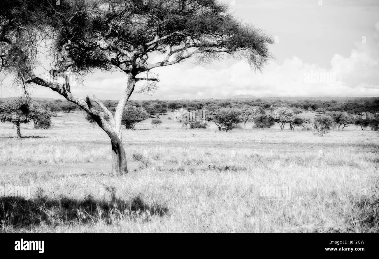 Acacia Paysage sur le Serengeti en Tanzanie du Nord Banque D'Images