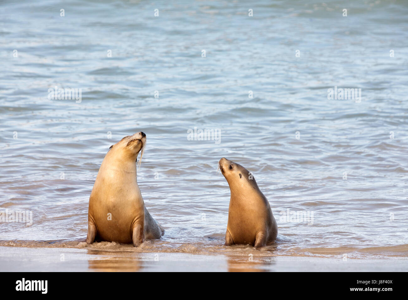 La Mere Et Le Bebe Lion De Mer Et Jouer A L Un L Autre Sur La Plage De La Baie Des Lions De Mer Kangaroo Island Australie Du Sud Photo Stock Alamy