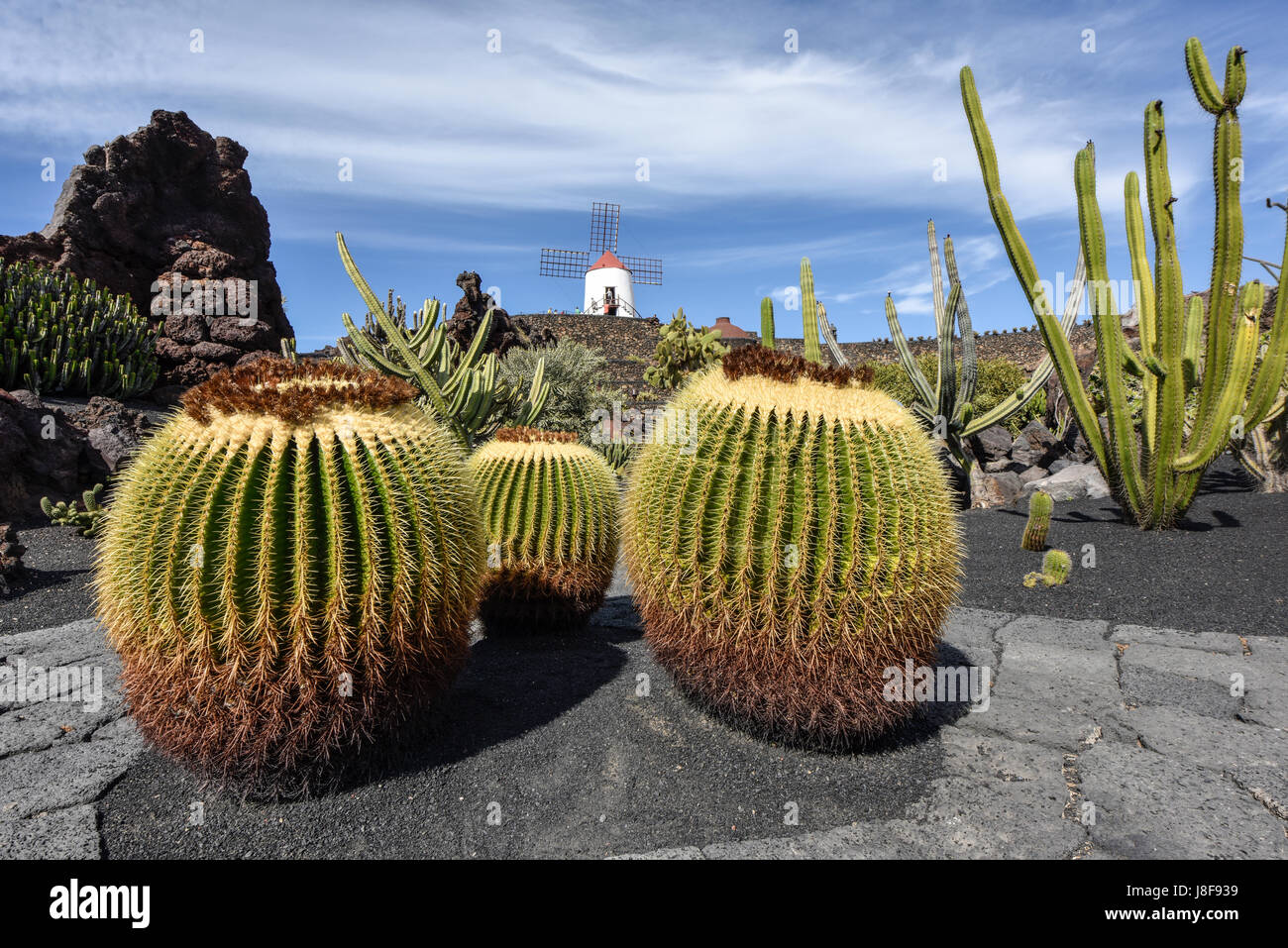 Gros ballon avec cactus moulin en arrière-plan. Jardin de cactus, Lanzarote, Canary Islands, Spain, Europe Banque D'Images