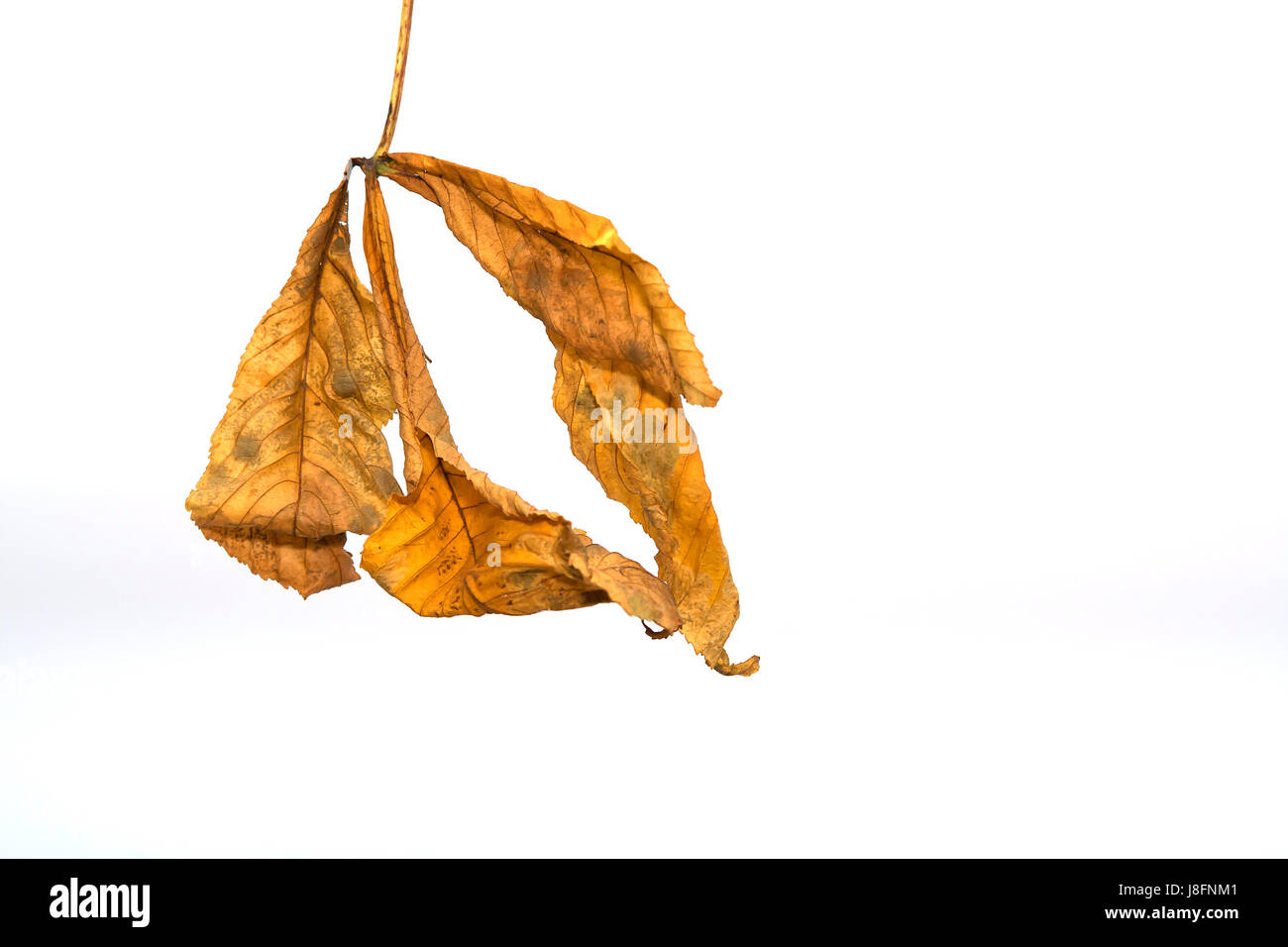 Arbre, châtaignes, page, feuilles, jaune, feuilles, feuillage, nature, automne, automne, Banque D'Images