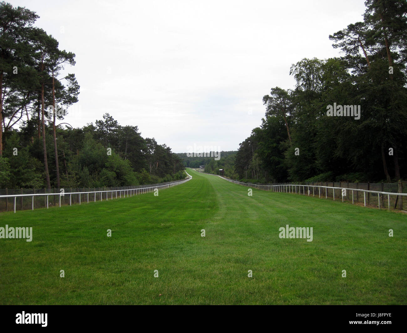 Cheval, chevaux, jockey, race course, vitesse, vitesse, course, localisation Banque D'Images