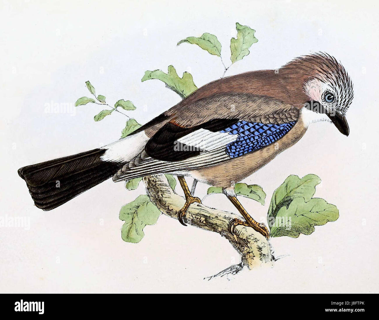 Garrulus glandarius, communément connu sous le nom de jay eurasien, est une espèce d'oiseau de la famille des corneilles. Cette représentation de 1869 met en évidence son plumage et son comportement distinctifs. Banque D'Images