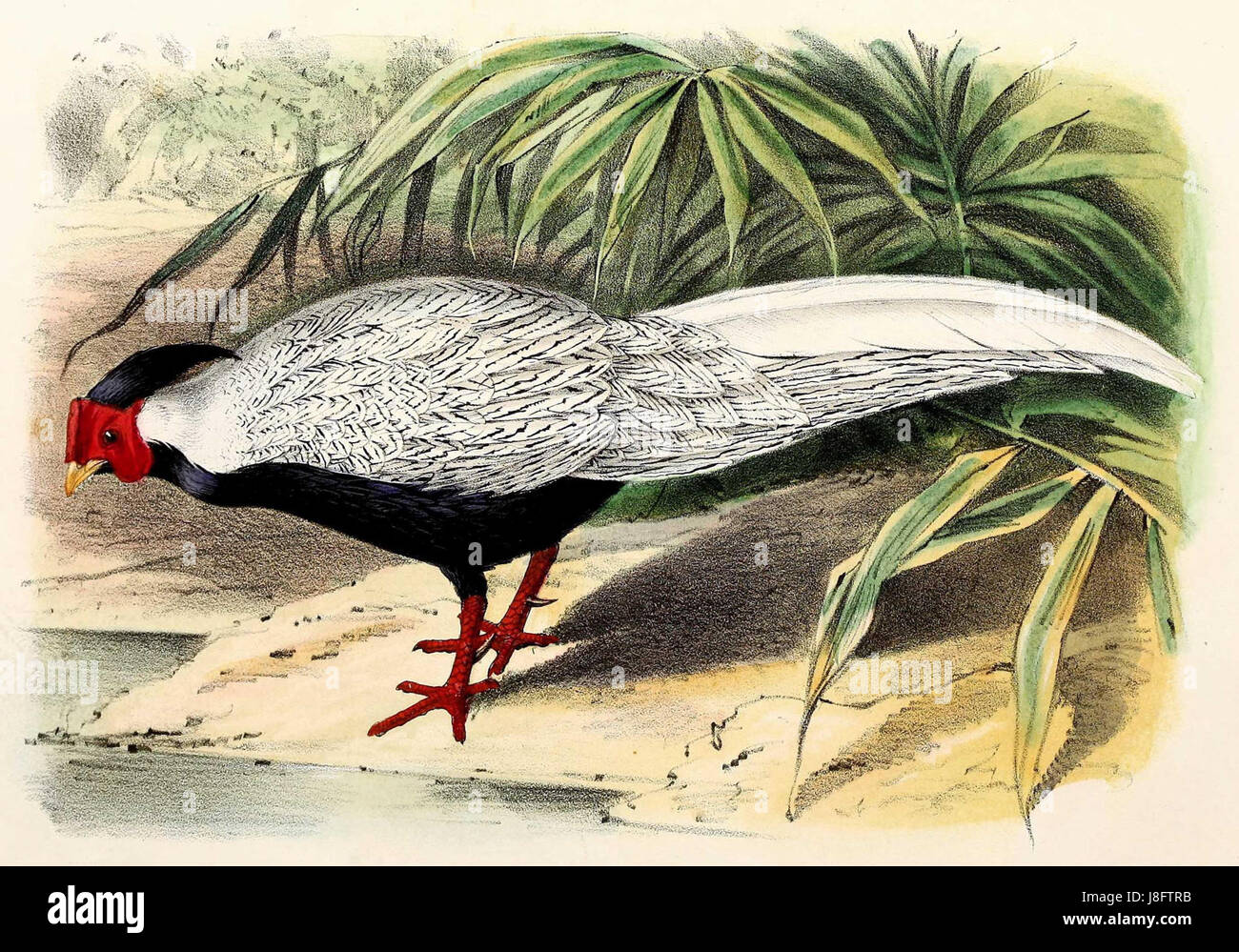 Lophura nycthemera, communément appelé faisan kalij à crête blanche, est une espèce originaire de l'Himalaya. L'oiseau est connu pour son plumage saisissant et est souvent associé à des habitats forestiers tempérés. Banque D'Images