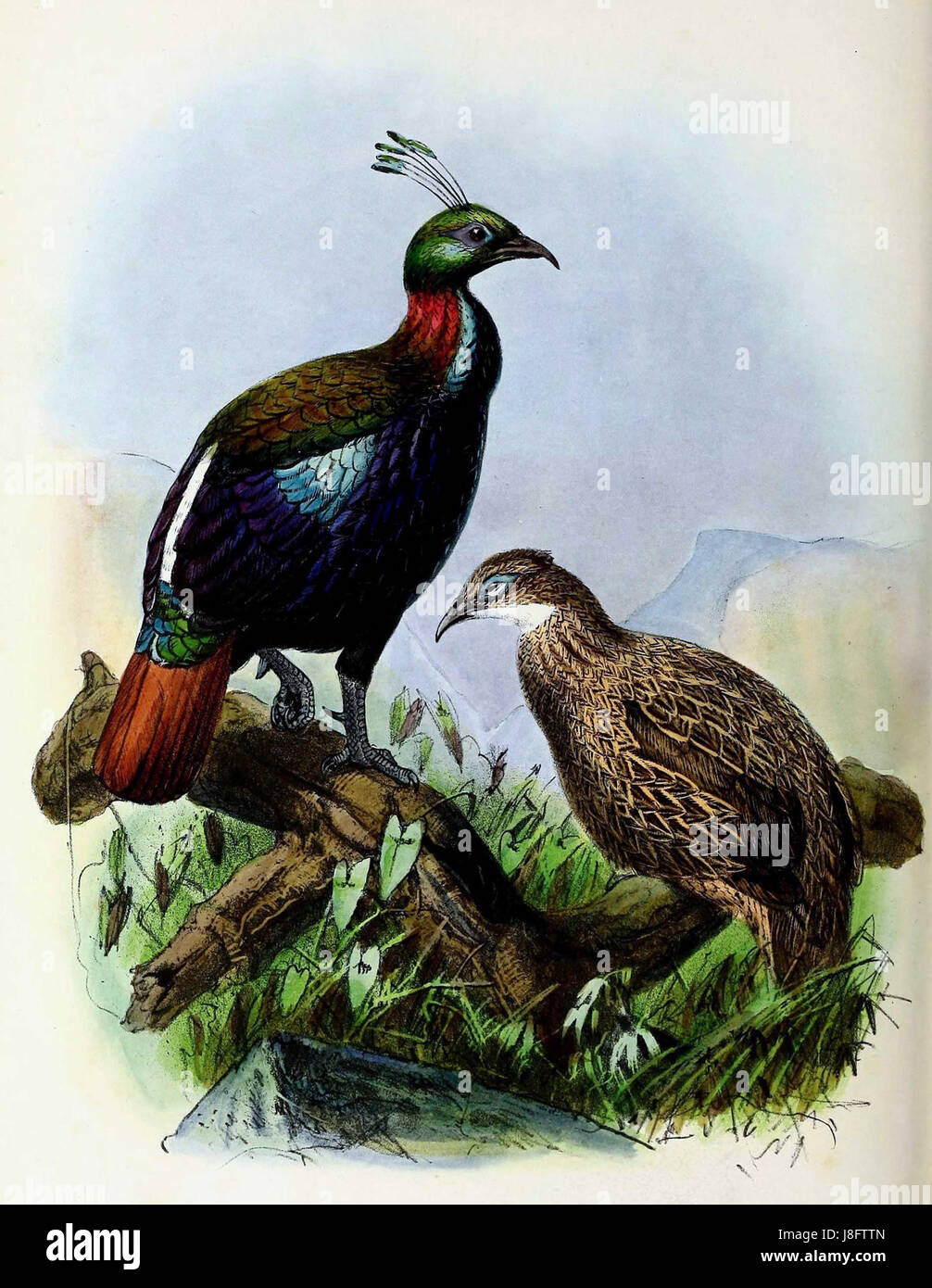 Lophophorus impejanus, également connu sous le nom de Monal de l'Himalaya, est une espèce d'oiseau originaire de la région himalayenne, décrite pour la première fois en 1873. Banque D'Images