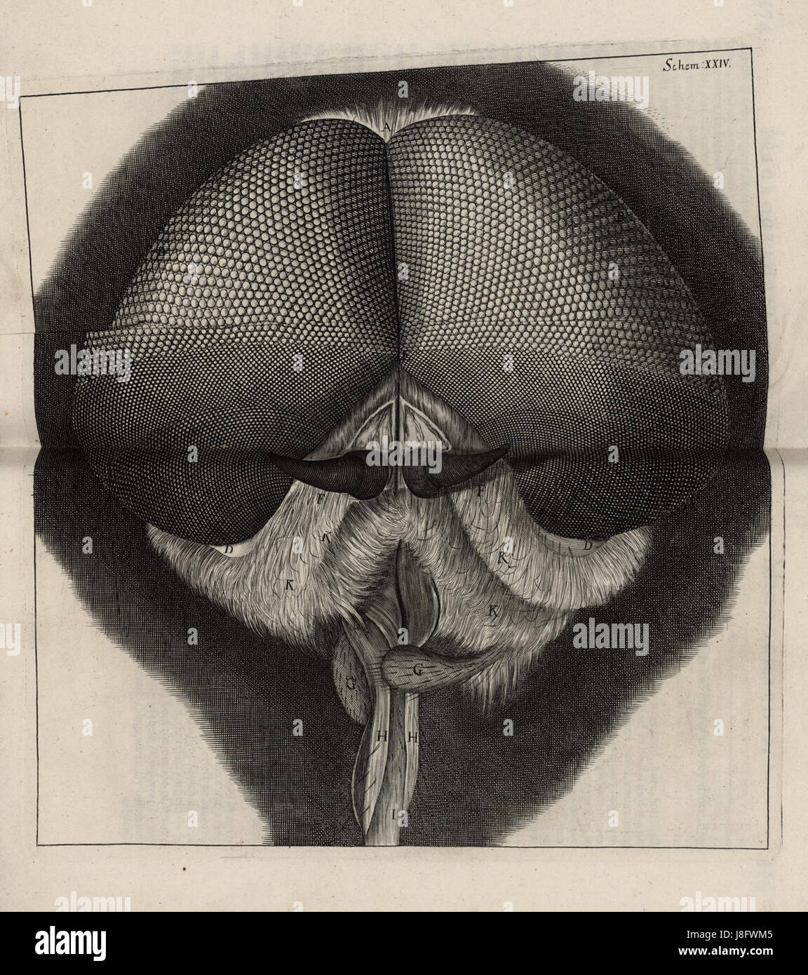 Micrographia Schem 24 fait référence à un dessin détaillé ou à un diagramme tiré de 'Micrographia' de Robert Hooke, un travail fondateur dans l'histoire de la microscopie. Il montre les premières études scientifiques sur la structure des insectes, des plantes et d'autres petits organismes. Banque D'Images