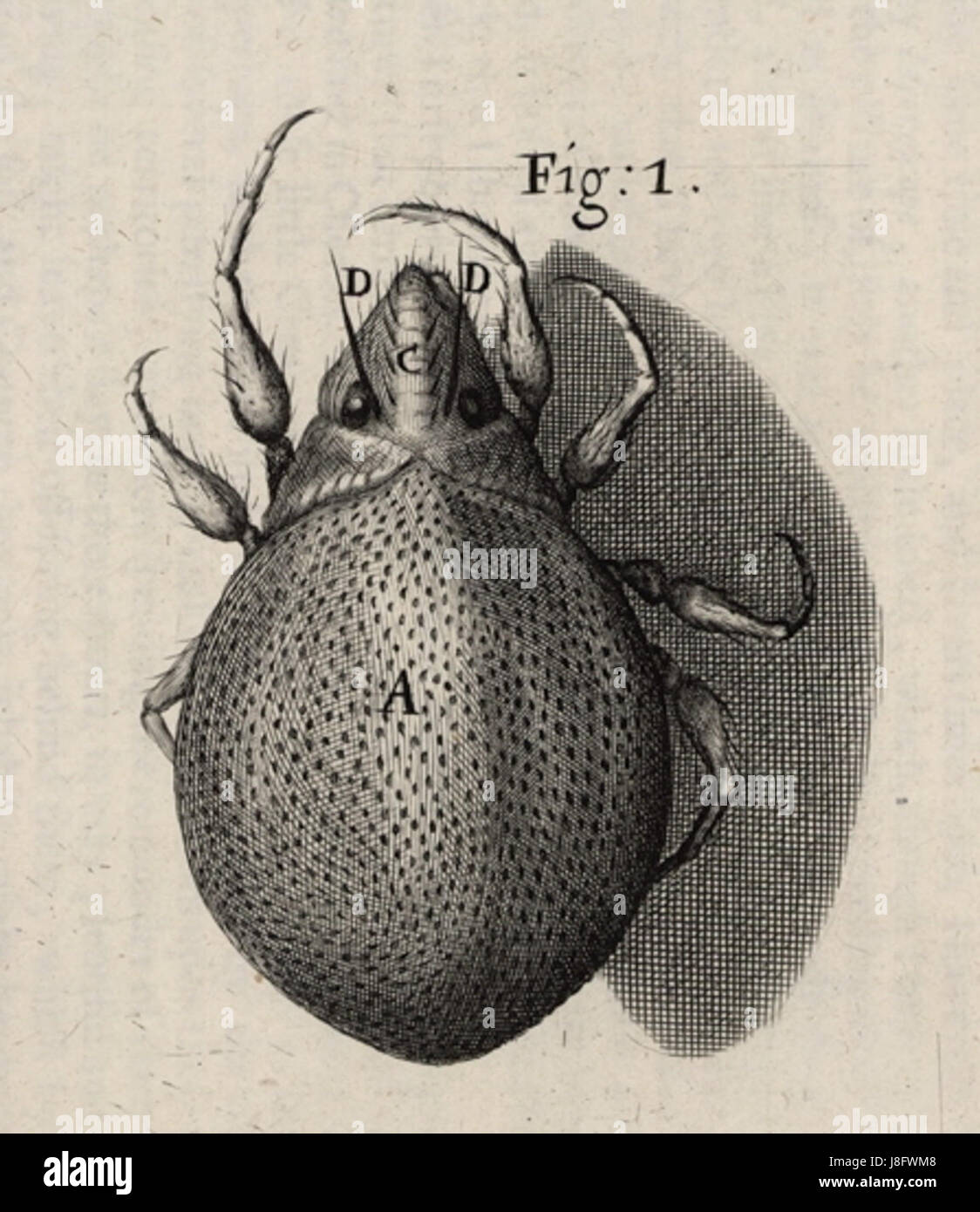 Il s'agit d'une figure ou d'un diagramme spécifique (figure 33) tiré de 'Micrographia' de Robert Hookeâ€™, publié en 1892. Le travail comprend des illustrations microscopiques mettant en valeur le monde naturel. Banque D'Images
