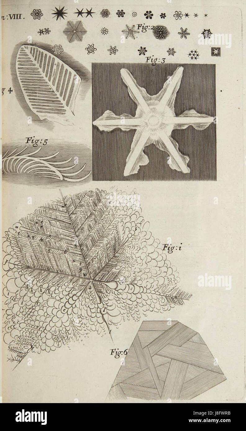 Micrographia Schem 8 Banque D'Images