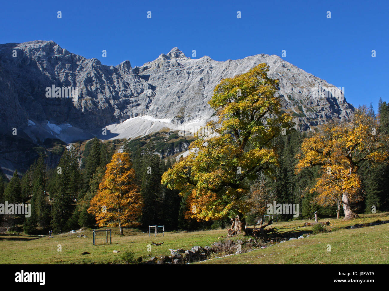 Les autrichiens, l'érable, Tyrol, hermétiquement, bucolique, montagnes, autrichiens, la conservation Banque D'Images