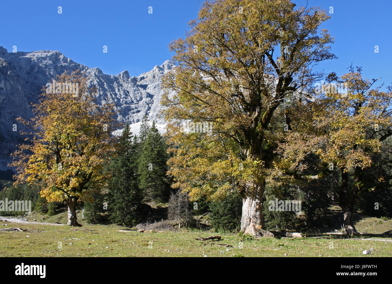 Les autrichiens, l'érable, Tyrol, hermétiquement, bucolique, montagnes, autrichiens, la conservation Banque D'Images