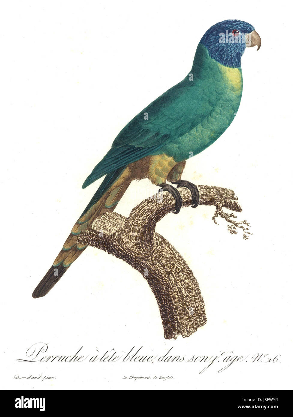 Le perroquet du Levaillant (Poicephalus levaillantii) est une espèce de perroquet originaire d'Afrique de l'Ouest. Cet oiseau est connu pour son plumage vert saisissant, sa petite taille et ses joues oranges distinctives. Il habite les savanes et les zones boisées, souvent vues en paires ou en petits troupeaux, et est connu pour ses vocalisations. Banque D'Images