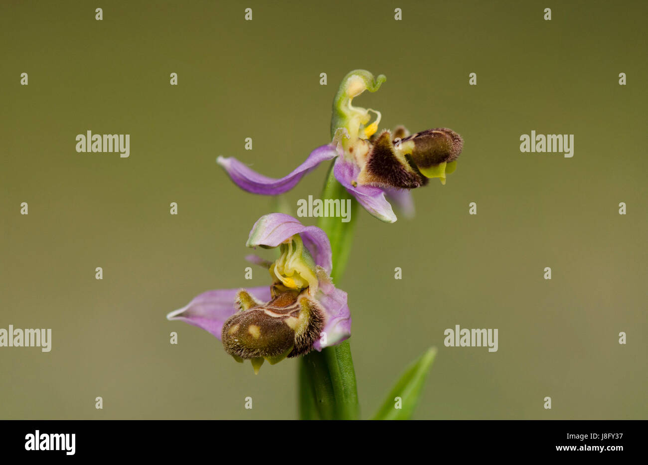 L'orchidée abeille, Ophrys apifera, orchis, l'auto-pollinisation, orchidées sauvages, Andalousie, espagne. Banque D'Images