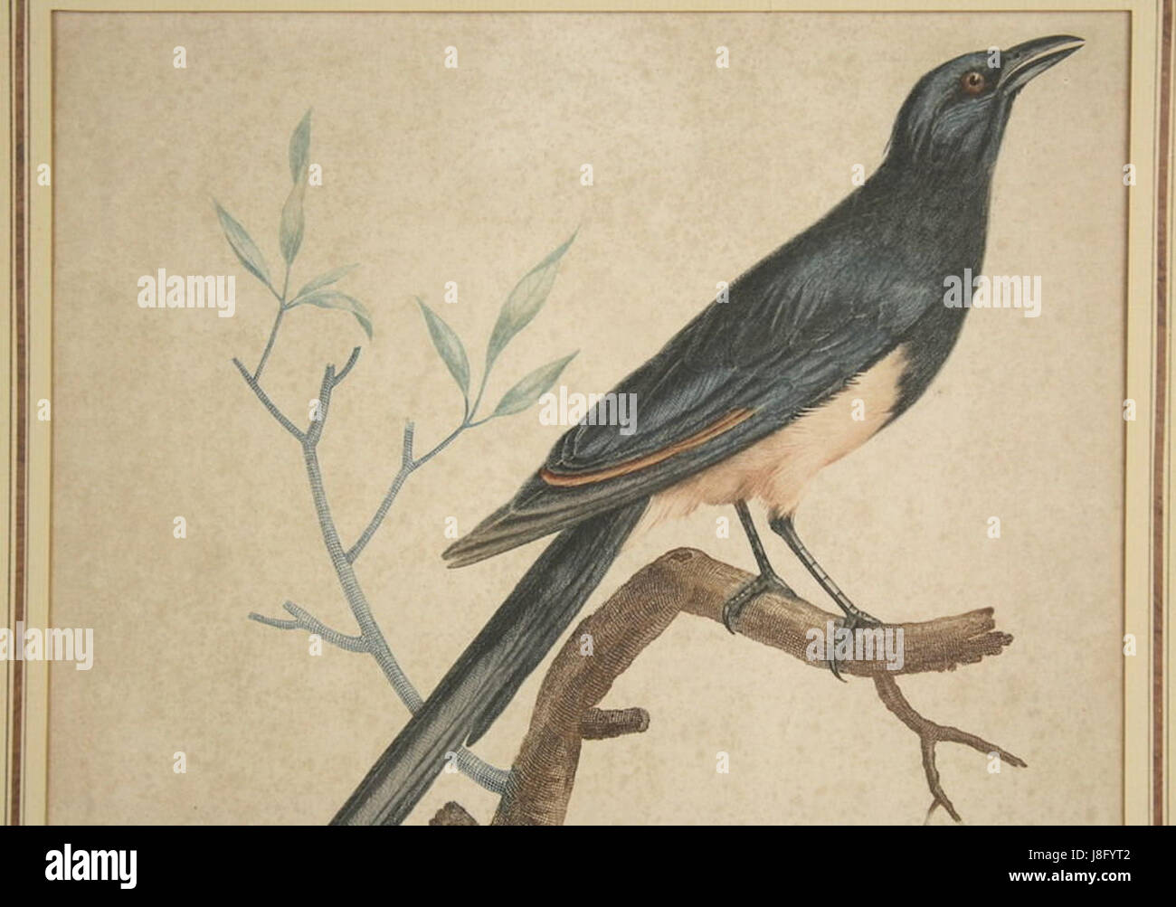 Johann Friedrich Leberecht Reinholdâ€™s 'Vogeldarstellung Farbradierung' est une œuvre d'illustration d'oiseaux à la gravure en couleurs, mettant en valeur son style artistique dans l'art ornithologique au XVIIIe siècle. Banque D'Images