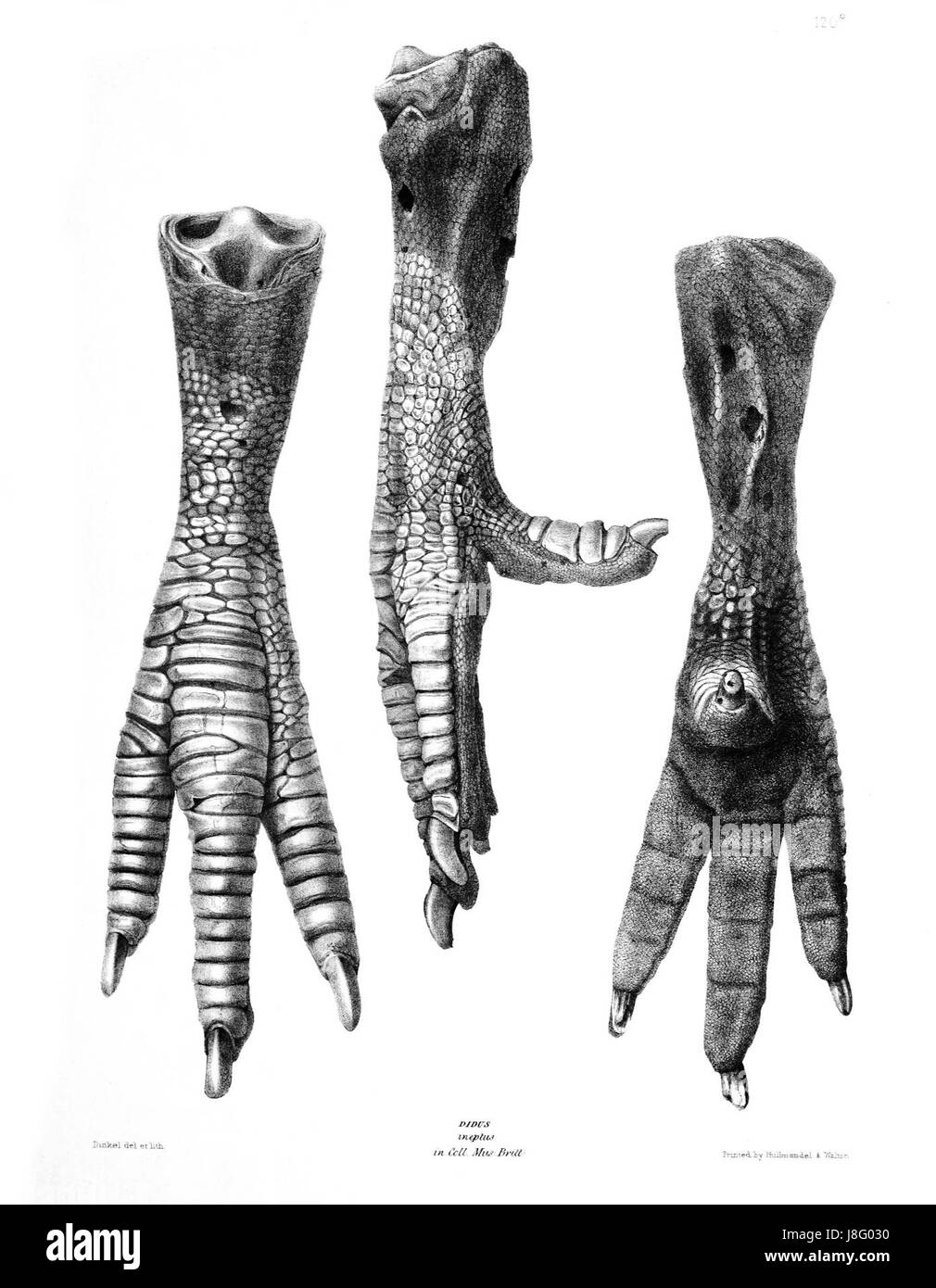 Illustration ou référence à une représentation de l'oiseau dodo éteint, mettant l'accent sur la structure ou les caractéristiques de sa jambe. Cette image souligne les aspects anatomiques uniques de l'oiseau. Banque D'Images