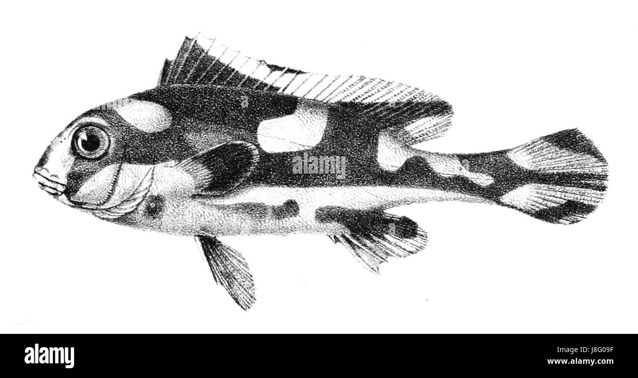 Ford 20 orientale Diagramma Banque D'Images