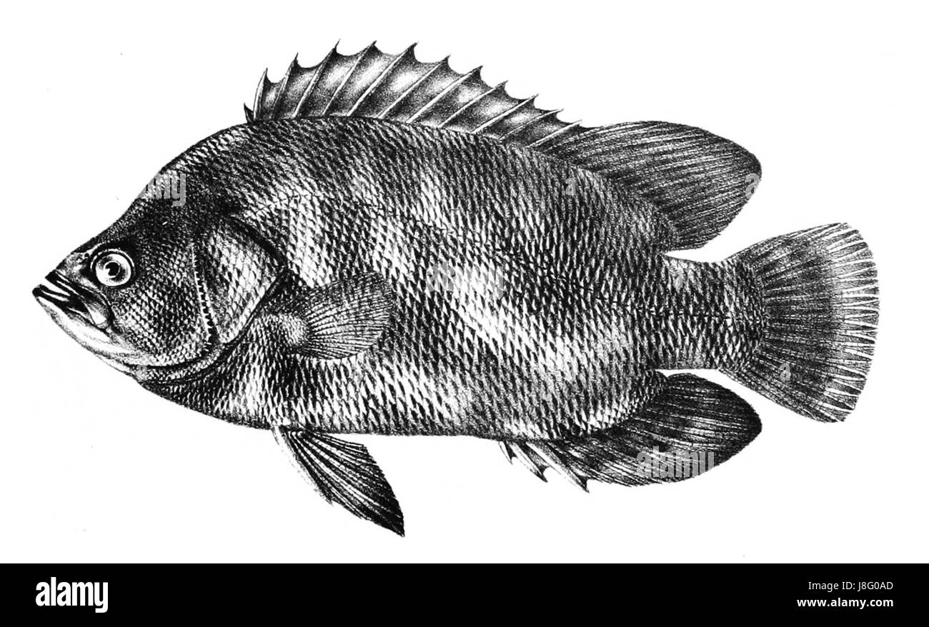 Lobotes surinamensis Ford 21 Banque D'Images