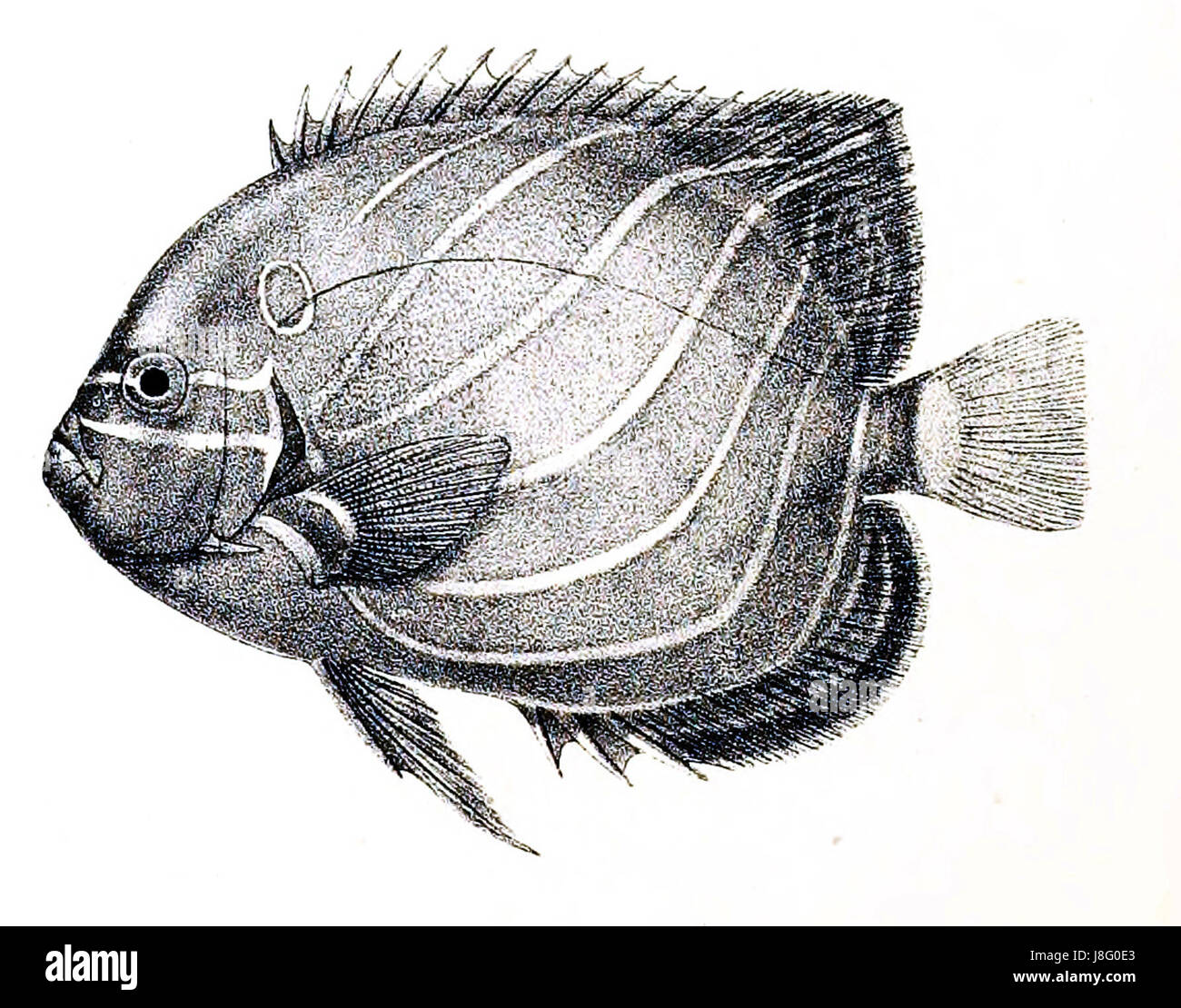 Holacanthus annularis Ford 29 Banque D'Images
