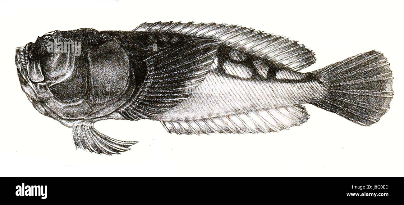 Ford 55 Ichthyscopus inerme Banque D'Images