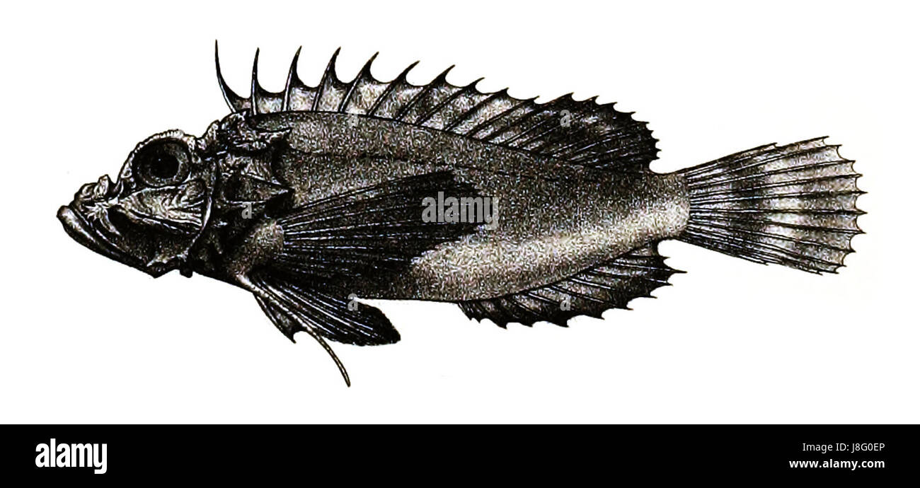 Ford 38 monodactylus Minous Banque D'Images