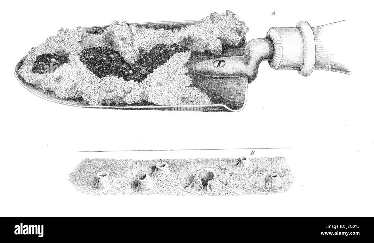 La récolte des fourmis & trappe araignées pl 02 Banque D'Images