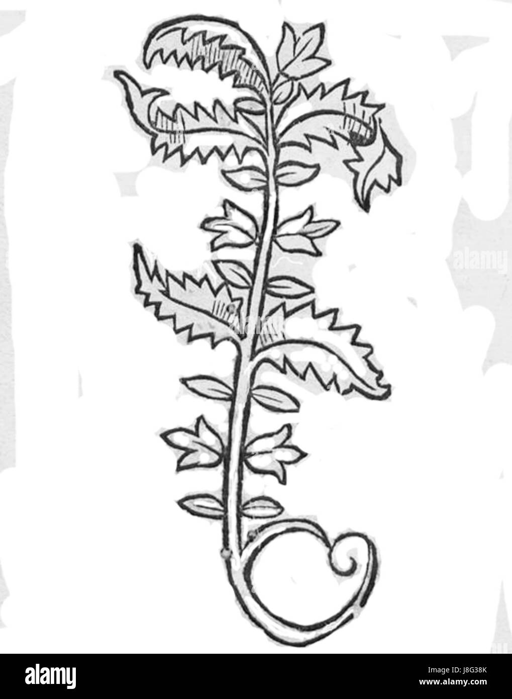 Hortus Agrimonia est une référence botanique historique, relative à une espèce ou un genre de plante, généralement associée à des utilisations à base de plantes ou médicinales au cours des siècles passés. Banque D'Images Hortus Agrimonia est une référence botanique historique, relative à une espèce ou un genre de plante, généralement associée à des utilisations à base de plantes ou médicinales au cours des siècles passés. Banque D'Images