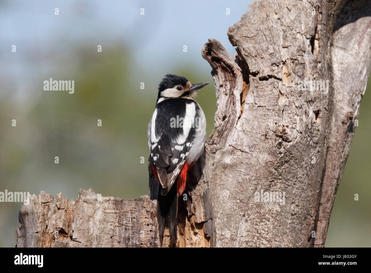 Great spotted woodpecker (Dendrocopos major) adulte perché sur souche d'arbre, Roumanie Banque D'Images