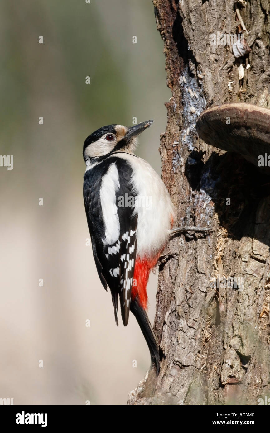 Great spotted woodpecker (Dendrocopos major) adulte perché sur souche d'arbre, Roumanie Banque D'Images