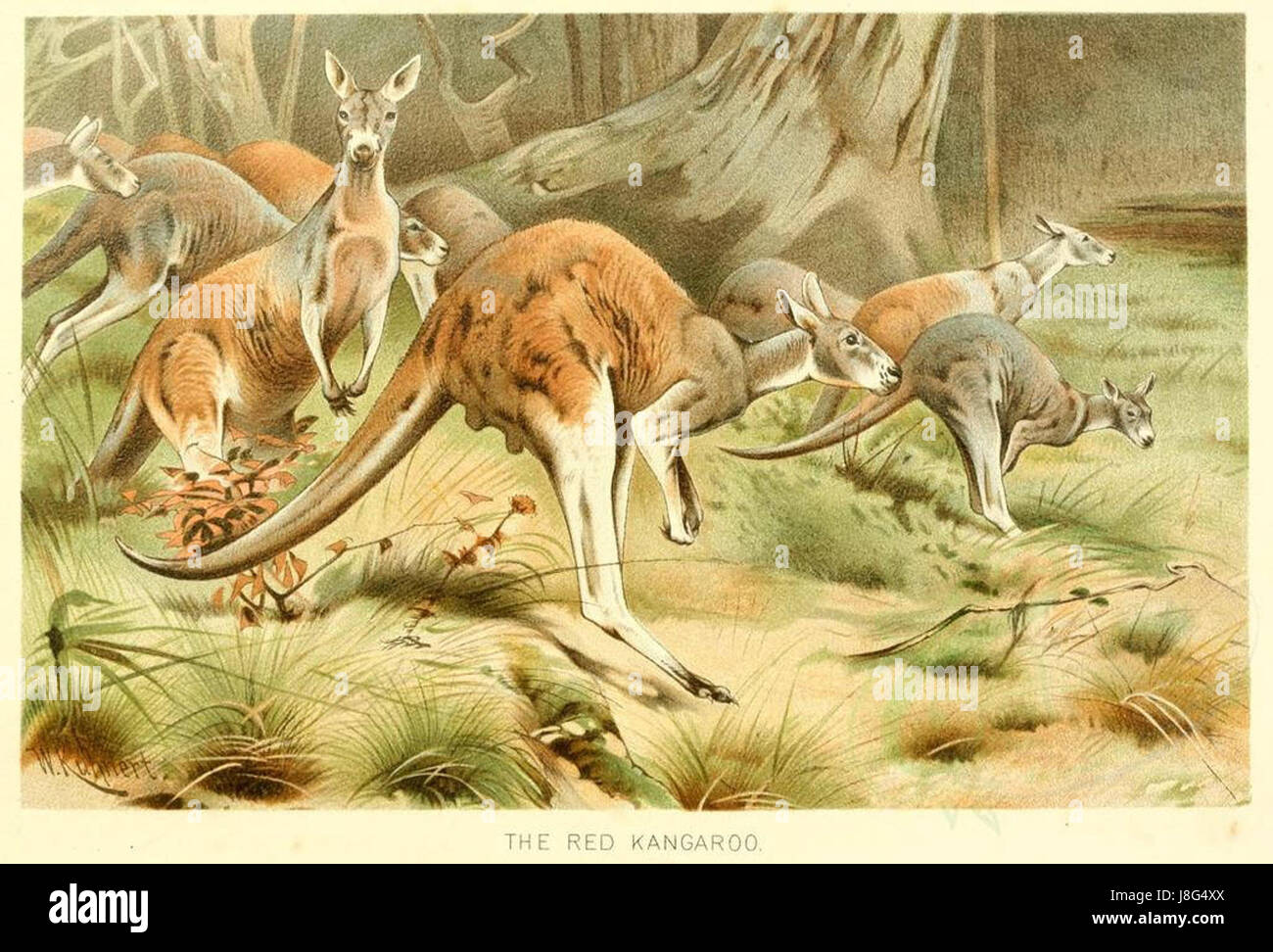 Cette image montre un kangourou rouge, scientifiquement connu sous le nom de Macropus rufus, originaire d'Australie. Les kangourous rouges sont connus pour leur fourrure rouge distinctive et leur grande taille, ce qui en fait une espèce importante dans la faune australienne. Banque D'Images