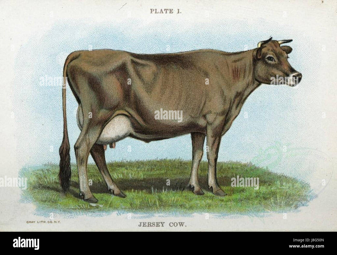 Cette image représente une vache Jersey, une race connue pour sa production laitière et son pelage marron clair distinctif. Le Jersey est prisé pour sa teneur élevée en matière grasse butyrique, ce qui en fait un favori dans l'élevage laitier. Banque D'Images