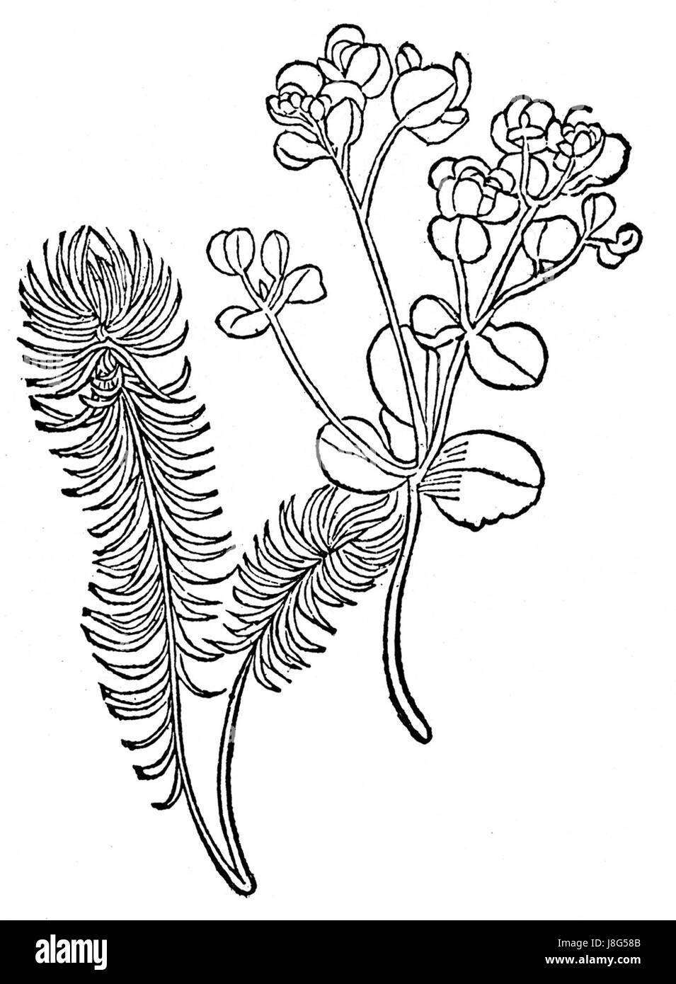 Esula Gart est une conception de jardin qui met l'accent sur l'utilisation de plantes indigènes et des pratiques durables dans l'aménagement paysager. Ce jardin est un exemple de techniques de jardinage respectueuses de l’environnement visant à préserver la flore et la faune locales. Banque D'Images