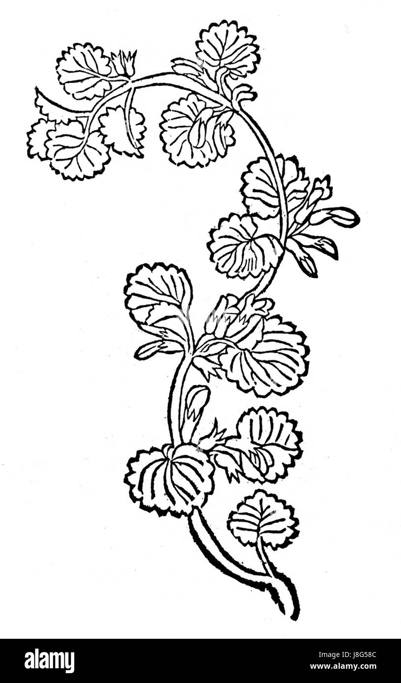 Illustration ou référence à Edera terrestris, une espèce de lierre, faisant éventuellement référence à son étude botanique ou à son utilisation dans le jardinage et l'horticulture. Banque D'Images