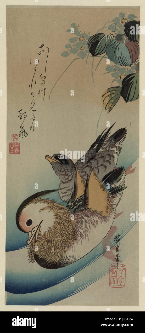 Gravure sur bois canard mandarin Banque D'Images