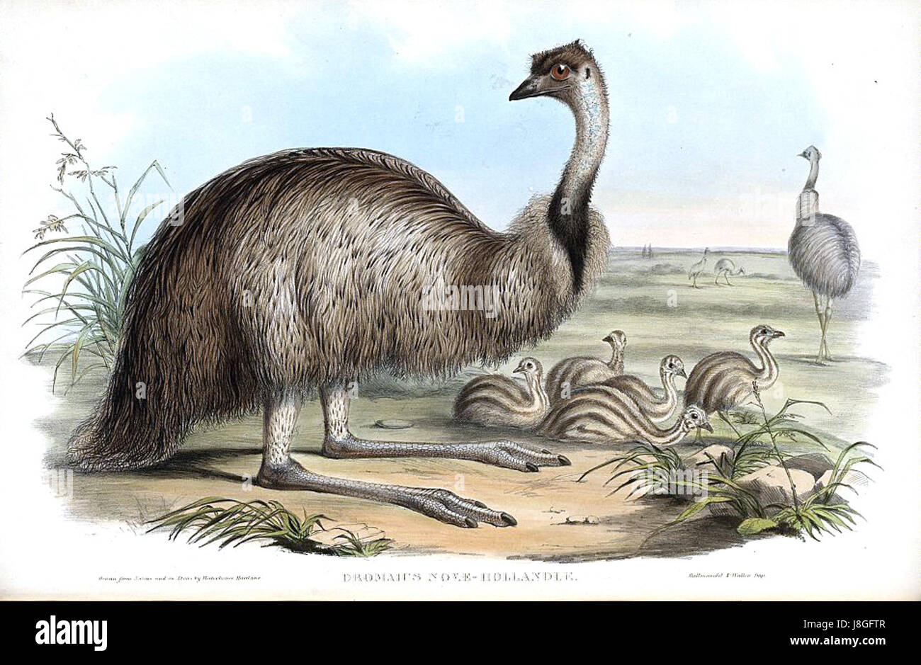 La représentation de John Gould de l'émeu, un grand oiseau sans vol originaire d'Australie, met en valeur les caractéristiques distinctives de l'espèce et son importance dans les études sur la faune australienne. Banque D'Images