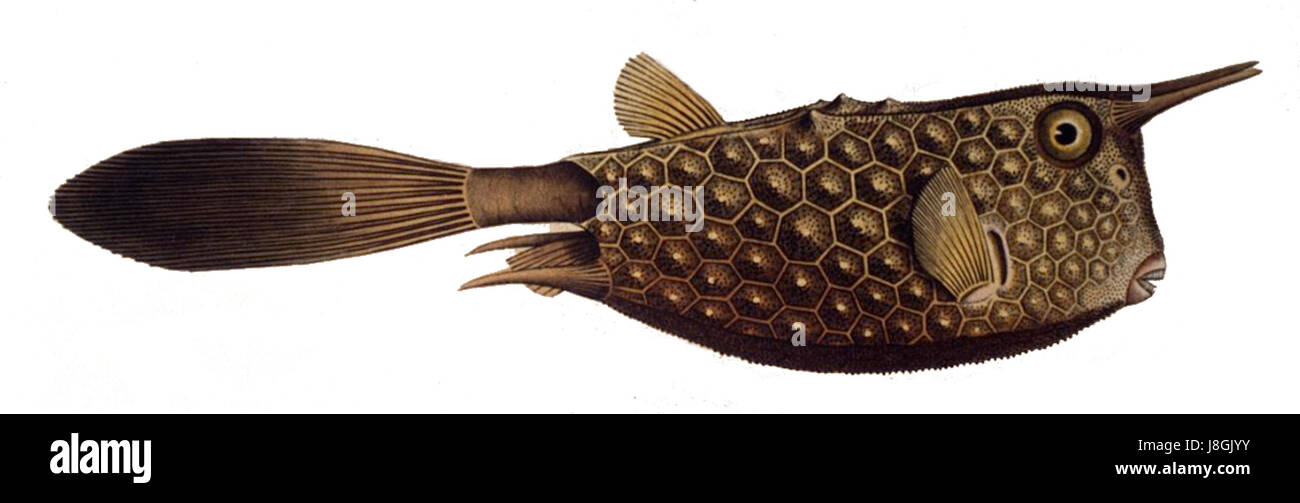 Lactoria cornuta, communément appelé le cow-fish longhorn, est une espèce de poisson que l'on trouve dans la région Indo-Pacifique. Il est connu pour ses extensions distinctives en forme de corne sur sa tête, qui lui donnent son nom. L’espèce est principalement marine et est souvent observée dans les récifs coralliens. Banque D'Images