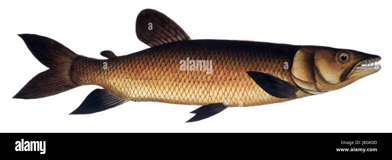 Hepsetus odoe, communément connu sous le nom de brochet africain, est une espèce de poisson trouvée dans les systèmes d'eau douce en Afrique, reconnue pour sa nature prédatrice et sa forme de corps allongée. Banque D'Images