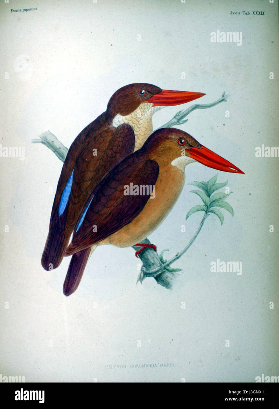 Le Halcyon coromanda Major, également connu sous le nom de Kingfisher, est une espèce d'oiseau originaire du Japon, présenté dans Fauna Japonica, un important ouvrage sur la faune et la flore japonaises. Banque D'Images
