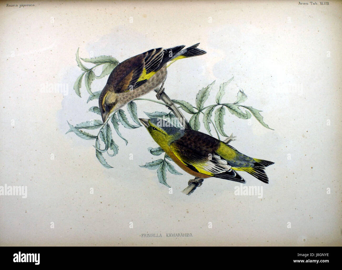 Fringilla kawarahiba, communément appelé le taureau japonais, est une espèce d'oiseau originaire du Japon. Cette espèce est présentée dans la faune japonaise, une référence complète sur la flore et la faune du Japon, connue pour son apparence et son comportement distinctifs. Banque D'Images