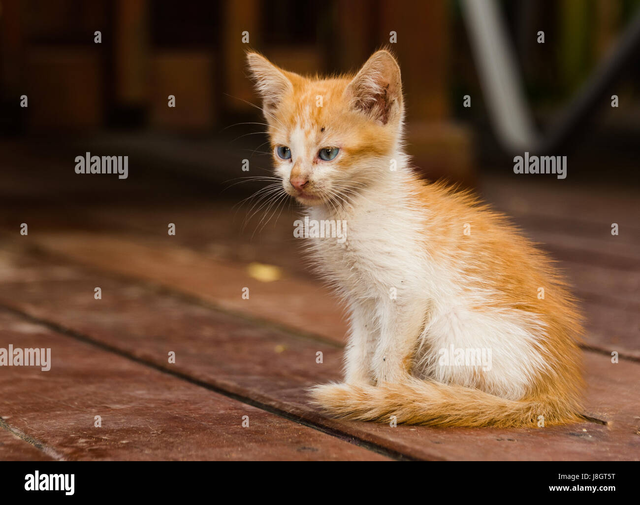 Portrait de chaton tabby Banque D'Images