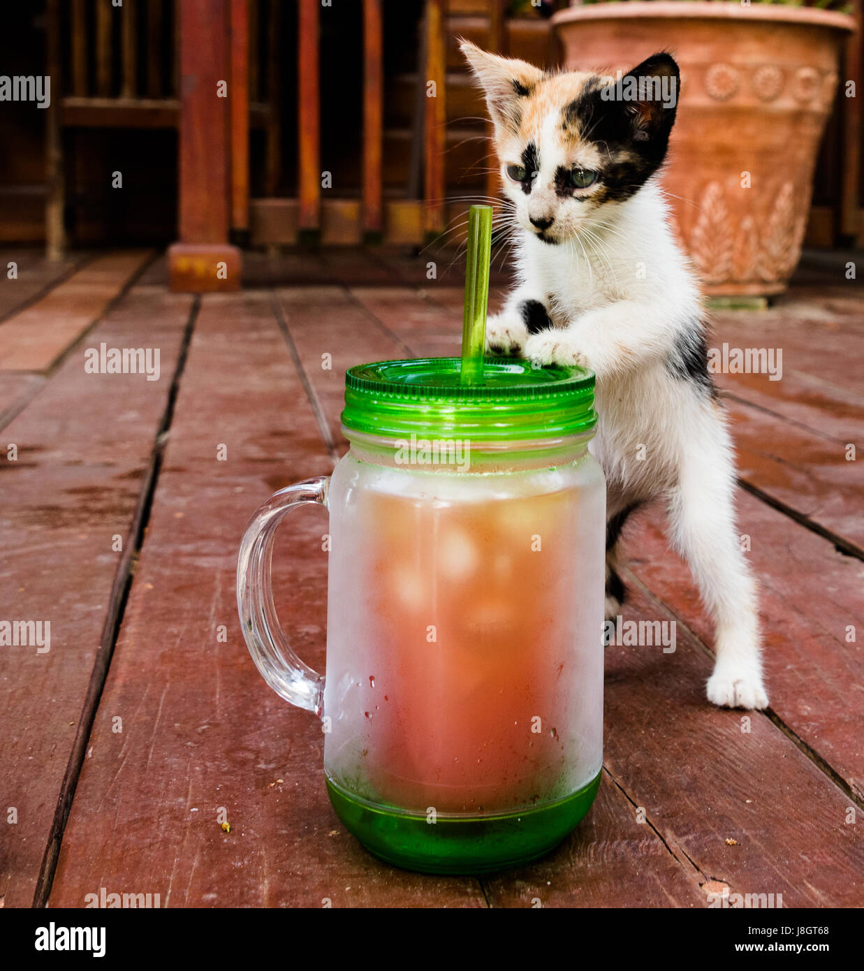 Calico Kitten Playing avec mug Banque D'Images
