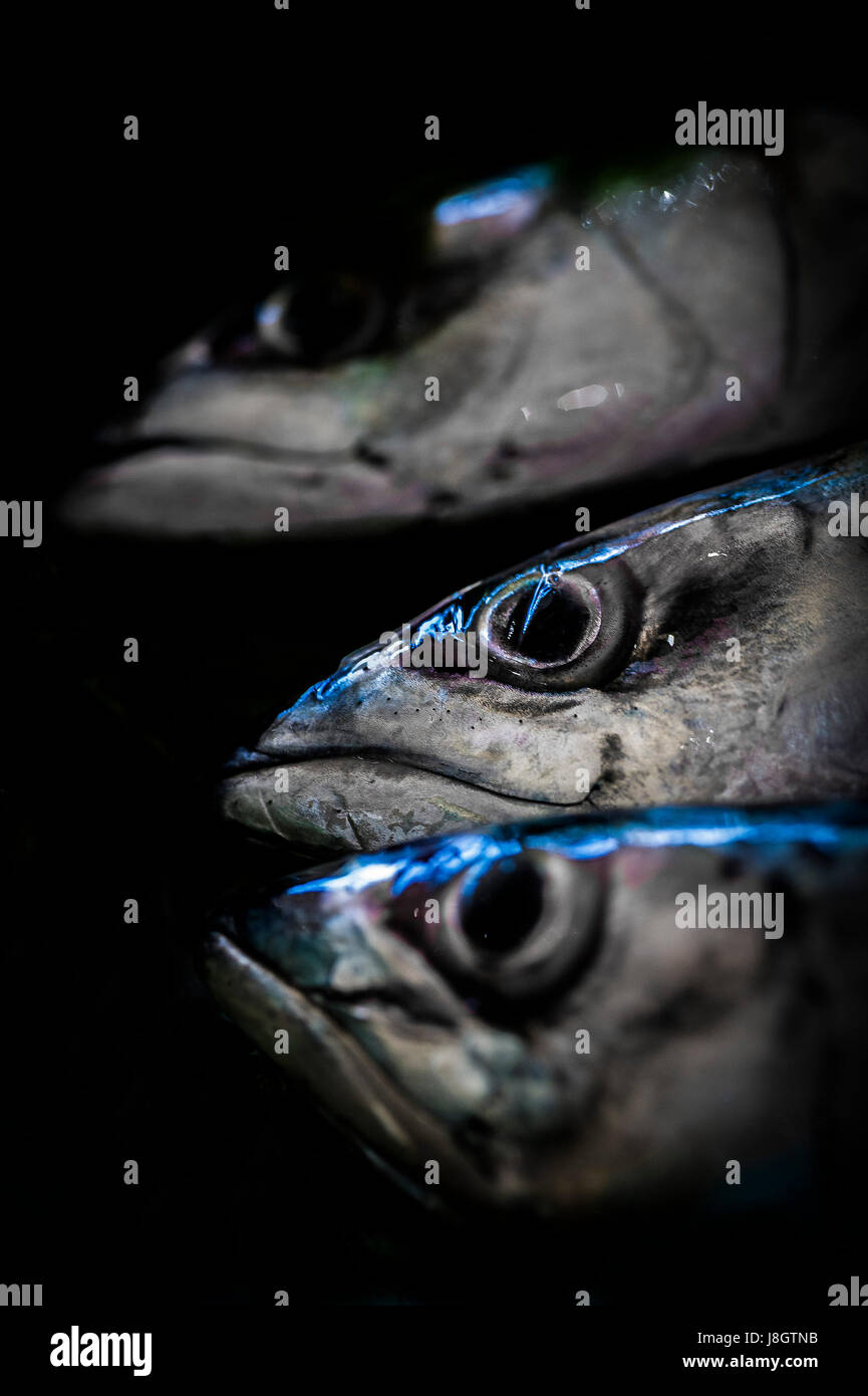 Une vue rapprochée d'un oeil du maquereau ; alimentation ; poissons ; Pagic ; fruits de mer ; poissons ; matières crus des aliments sains ; Banque D'Images