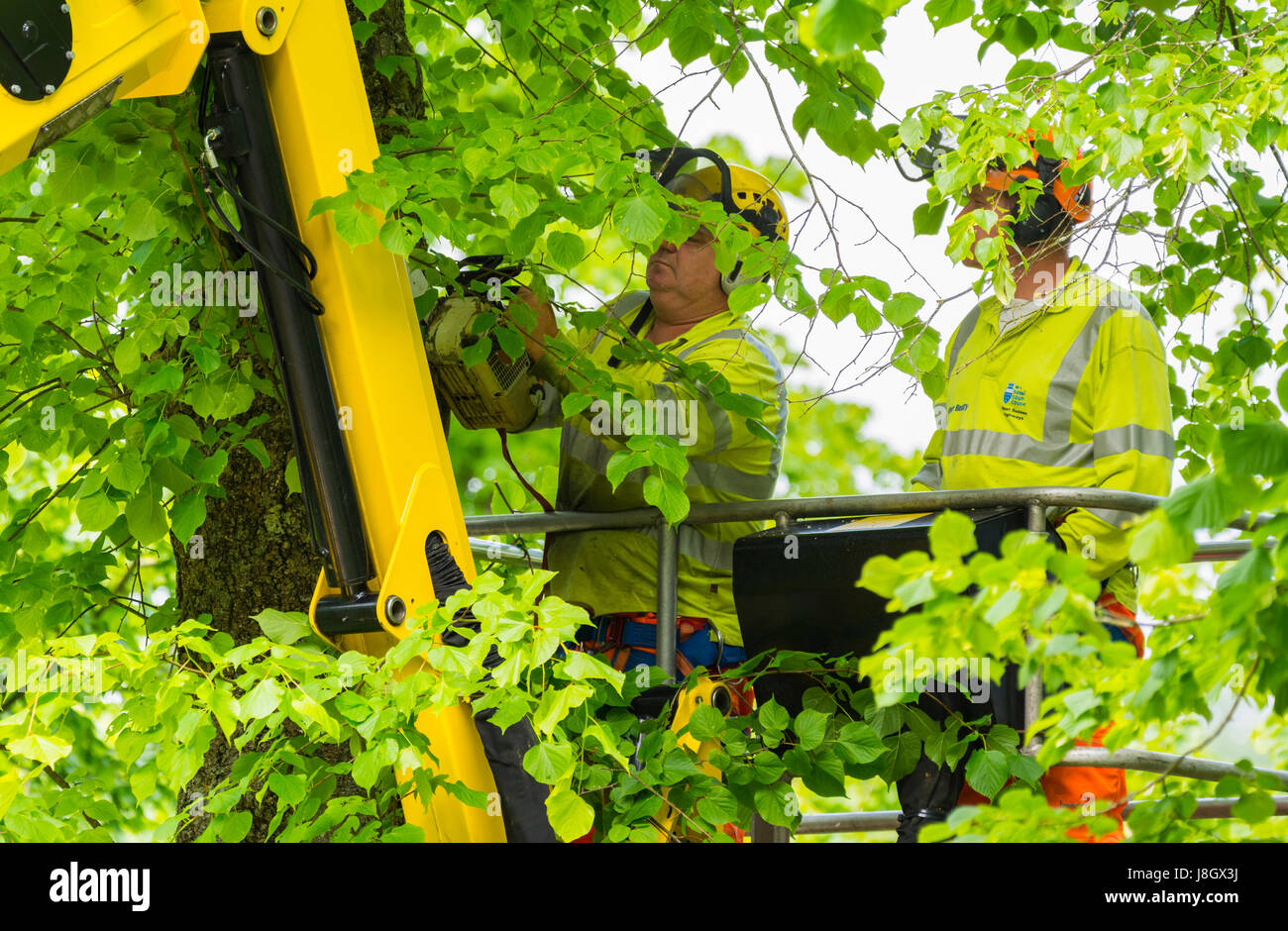 Les chirurgiens de l'arbre arbres de fraisage à la fin du printemps. Banque D'Images