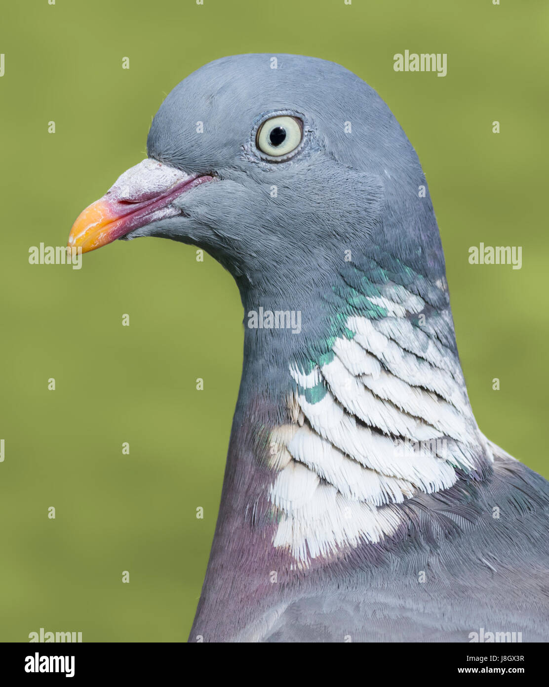 La tête et le cou de Pigeon macro. Bois commun pigeon (Columba palumbus) libre. Banque D'Images