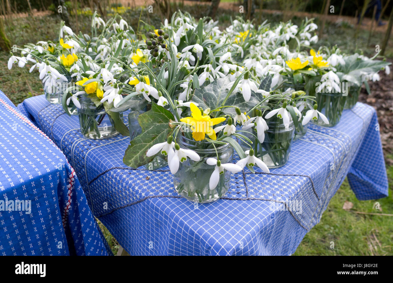 Petites collections de perce-neige et de narcisse tous mis dans des bocaux en verre debout sur une table décorée avec une nappe bleue. Banque D'Images