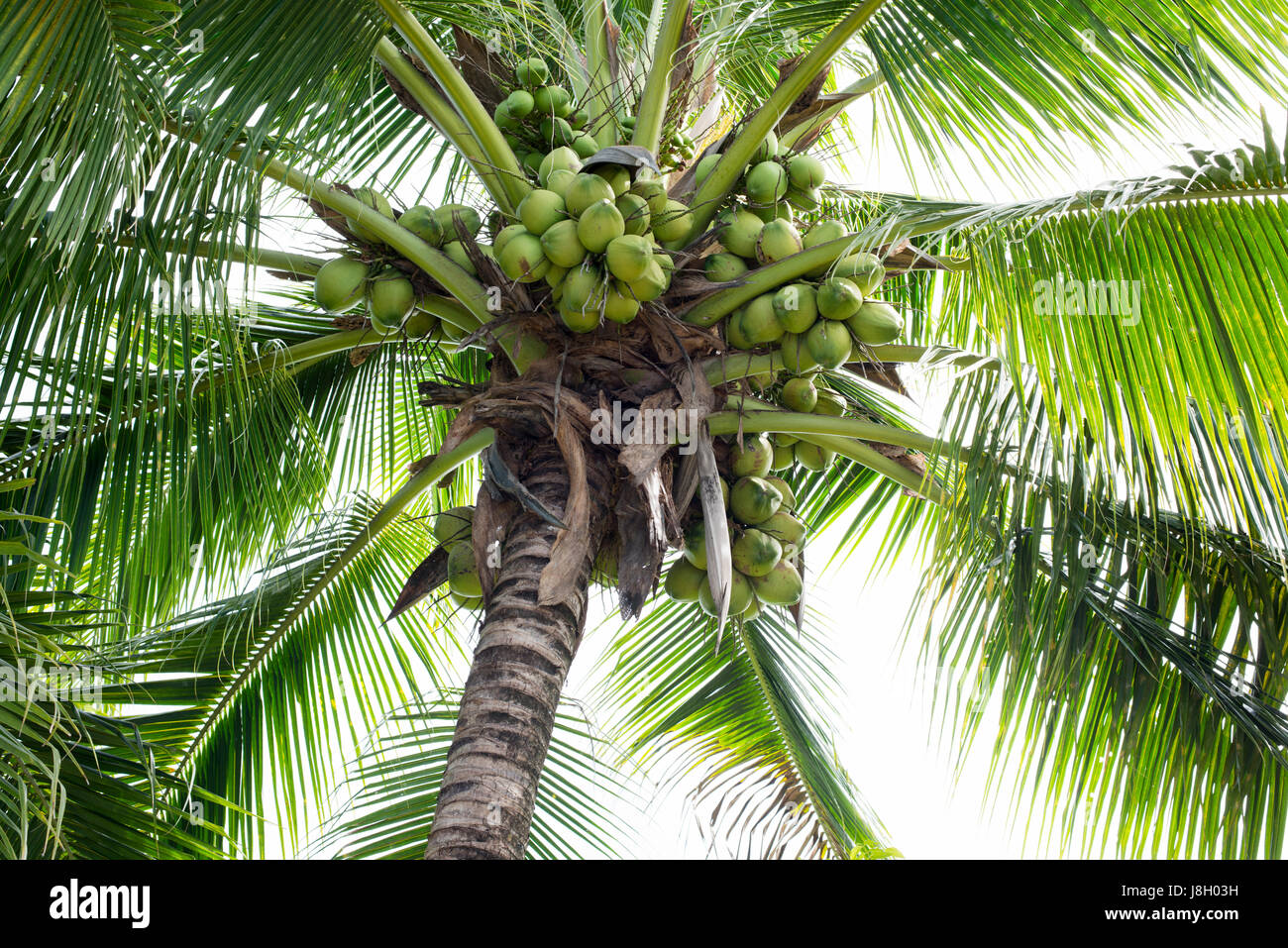 Sweet Coconut tree Banque D'Images