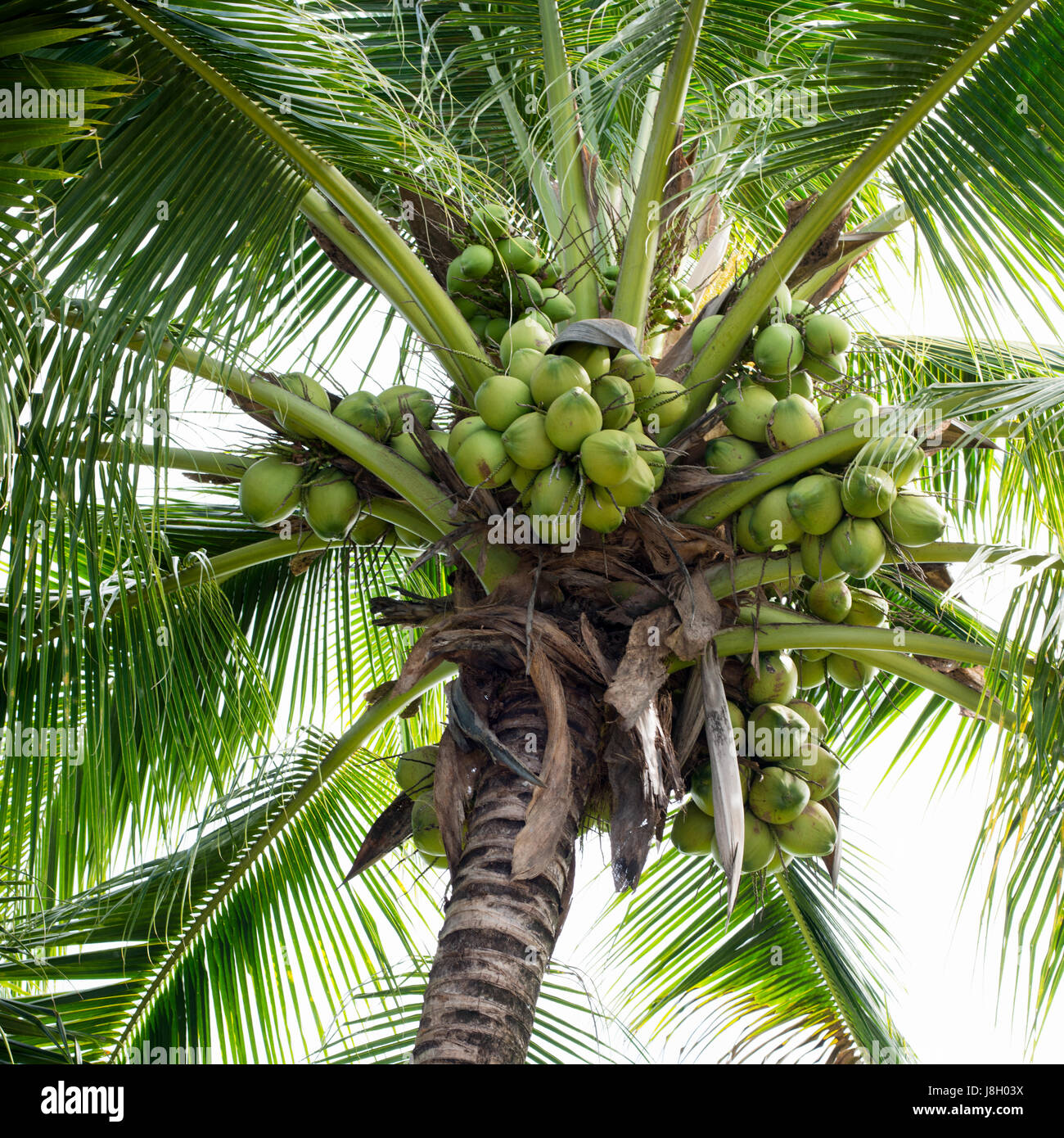 Sweet Coconut tree Banque D'Images