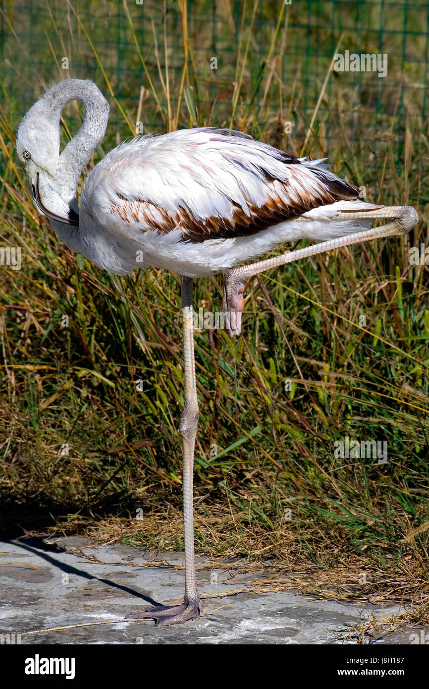 Des mammifères, des oiseaux, zoo, bec, pattes, cou, Flamingo, animal