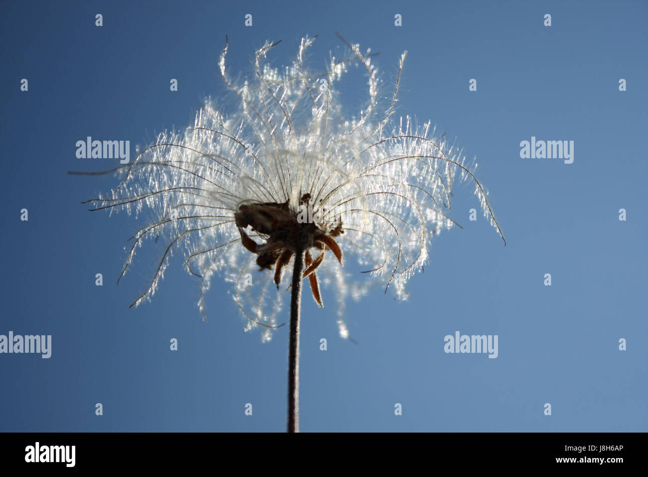 Fleur, plante, fleurs, fleurir, s'épanouir et florissante, coloré, pittoresque, Banque D'Images