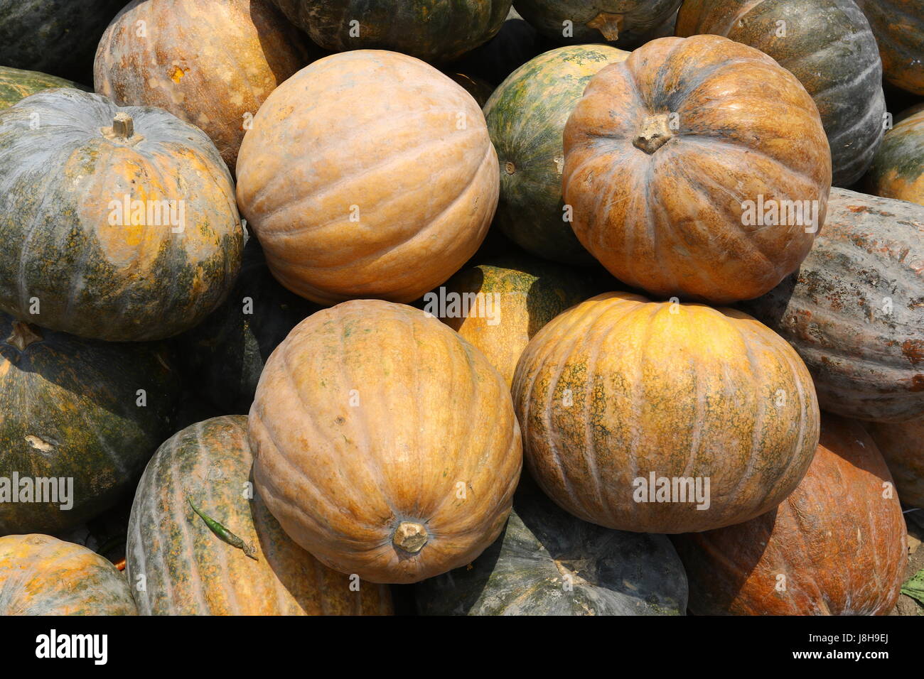 Citrouille (Cucurbita moschata musc), Muskat de Provence Banque D'Images