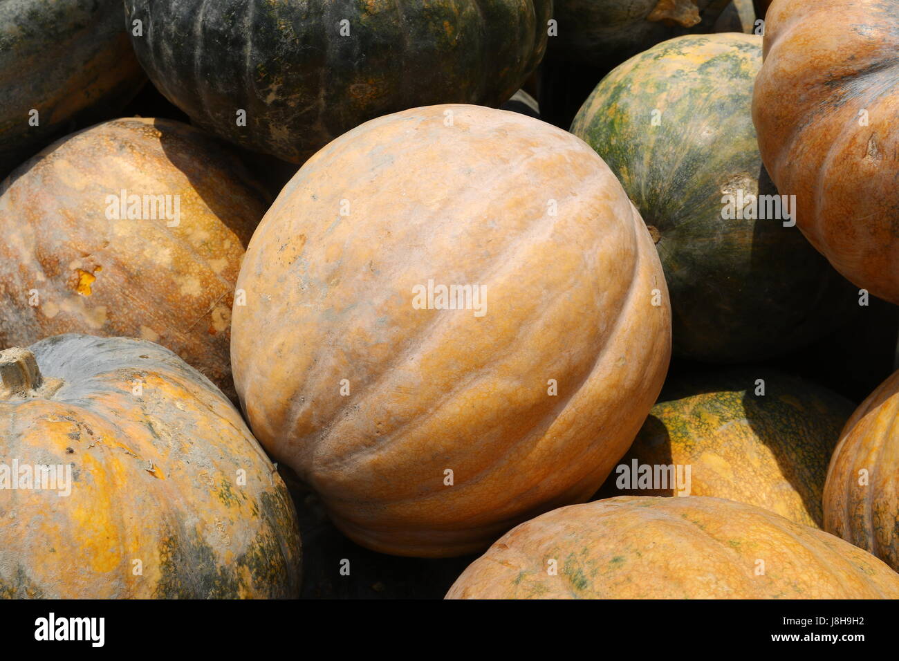 Citrouille (Cucurbita moschata musc), Muskat de Provence Banque D'Images